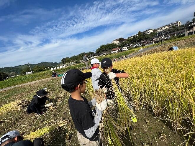 稲刈りをしています。