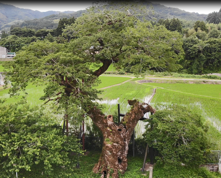 ドローンで撮影したむくのき