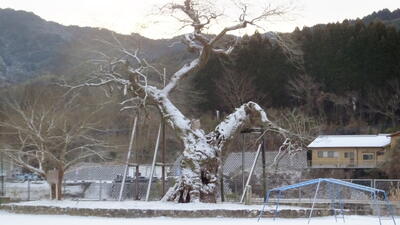 むくの木にも雪が