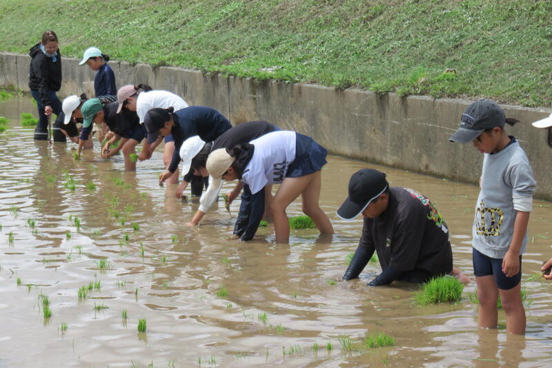 真横に並んで植えています