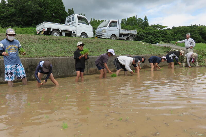 苗を一株ずつ取って、植えるのは結構難しいなあ