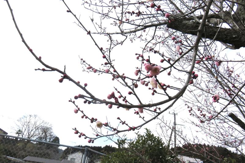 これから、梅の花がたくさん咲くのが楽しみです