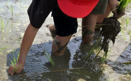 苗を植える様子