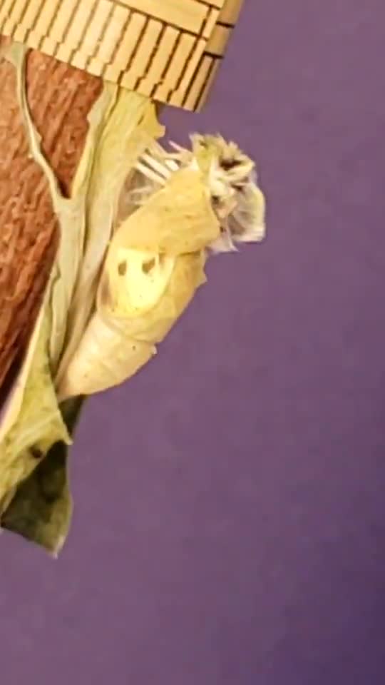 モンシロチョウ羽化　横視点