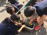 丁寧に植えました