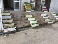 玄関に飾りました