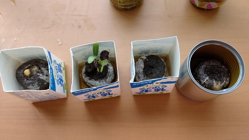 左からインゲンマメ、ヘチマ、ヒョウタン、ホウセンカです。