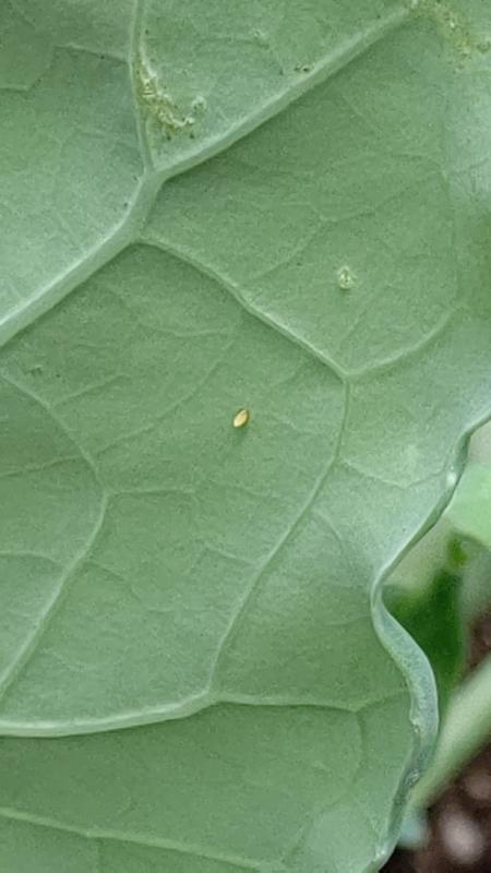 これはいったい何でしょう？