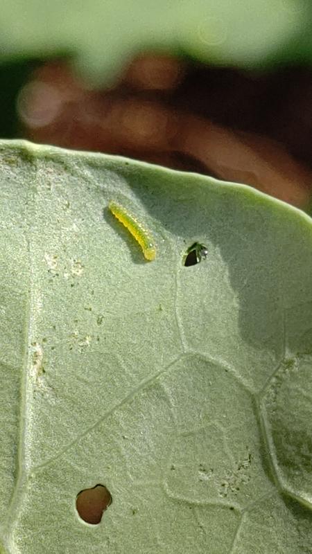 かえって間もない幼虫