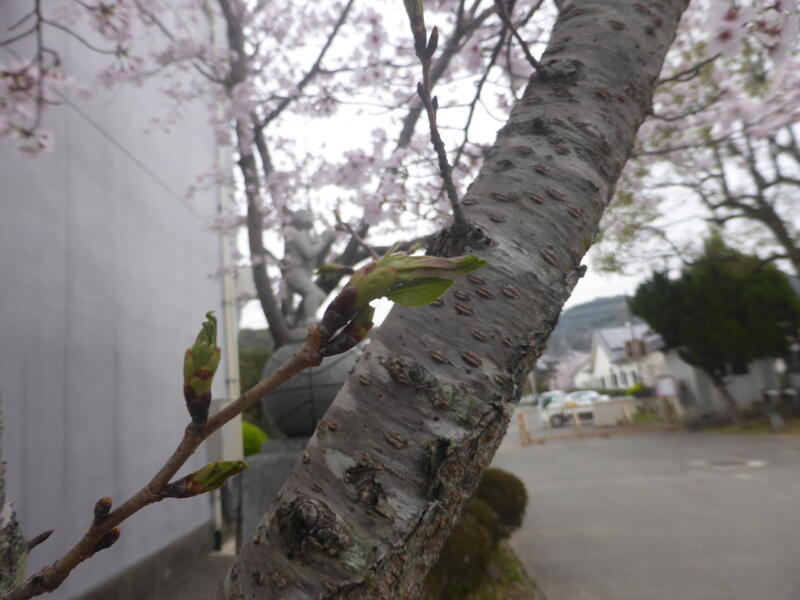 トップページ 宇城市立小川小学校
