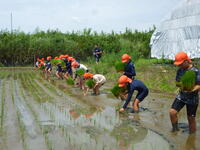 田植えの様子