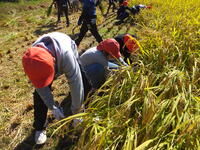稲刈り２