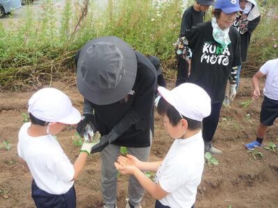 苗植え④