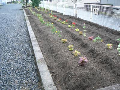 学級花壇の様子