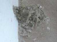 穴のあいた古い巣