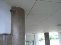 古い巣と新しい巣