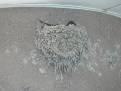 新しい巣の中にいるツバメ