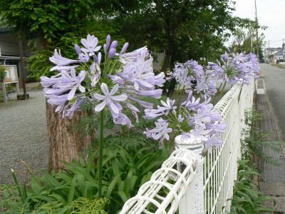 フェンス沿いに咲く花