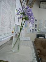 校長室に飾られたアガパンサス