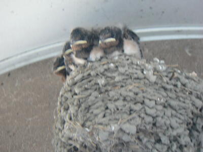 新たなツバメのひな