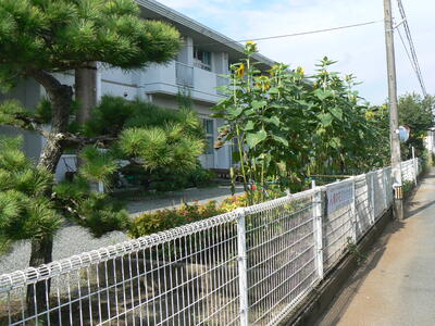 背の高いヒマワリ