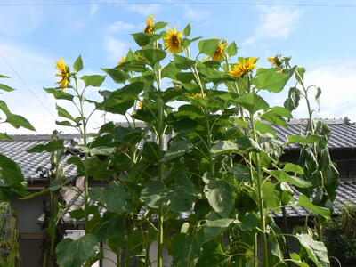 見上げるヒマワリ