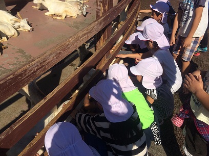 動物とのふれあい