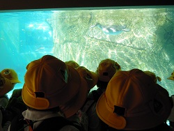 ペンギンの観察