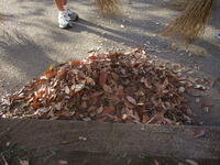 集めた葉