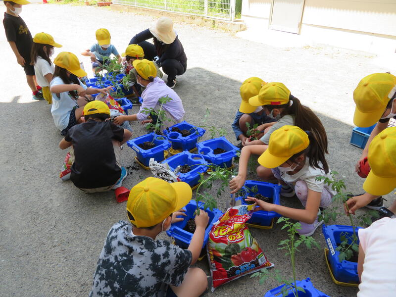 ２年生の生活科で「ミニトマト」を植えました。苗の植え方を確認し、水やりをしました。「花が咲いています。」「早く実がならないかなあ。」と、子どもたちはとても楽しみにしています。」と