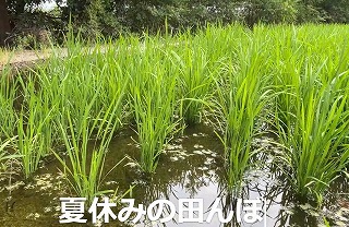 夏休みの田んぼ