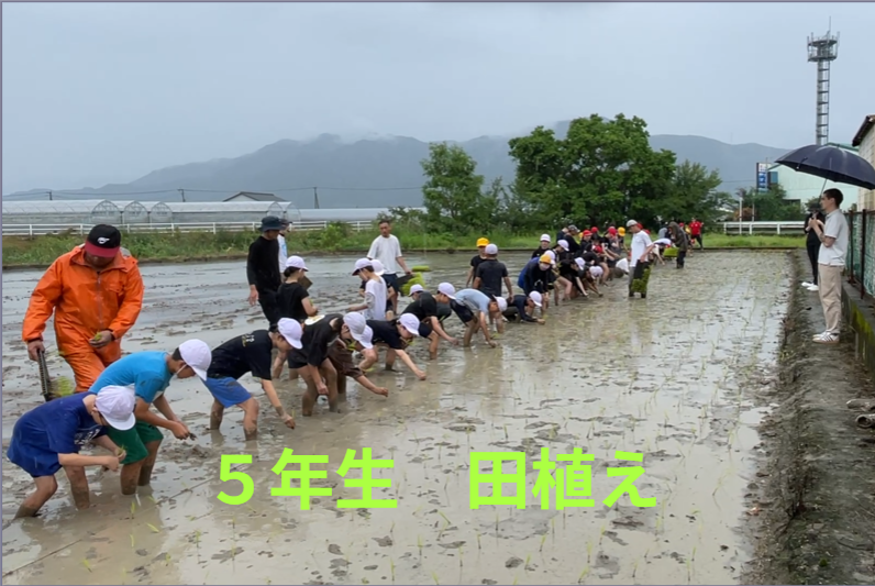 ５年生の田植え 6/19