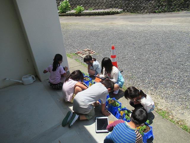 水をあげています