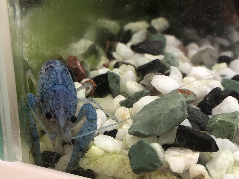 ８月７日のザリオ