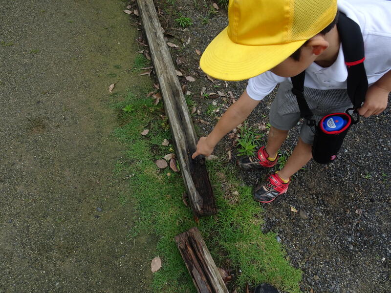 きのこを発見！