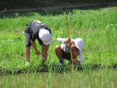 苗の観察