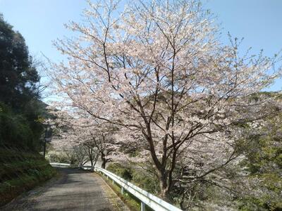 都呂々ダムの桜