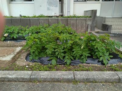 ４月１２日の様子