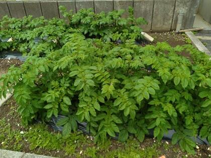 写真ではわかりづらいかも