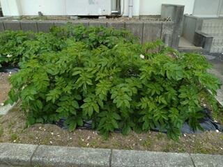 すくすく成長しています