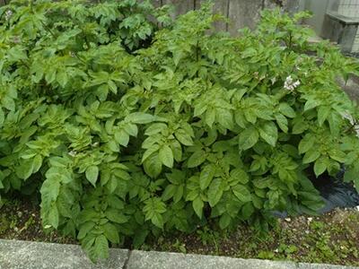 大きく成長しました