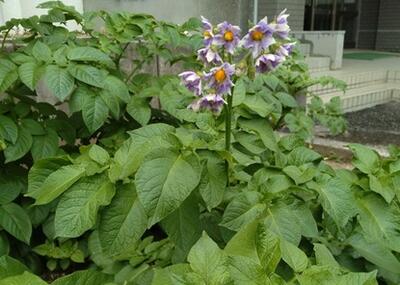 白い花が咲きました！