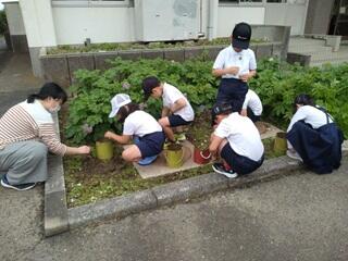 じゃがいも畑の除草をしました