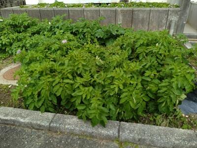 花が落ちてきました