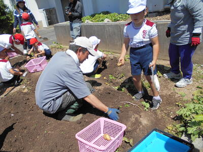 じゃがいもがたくさん!