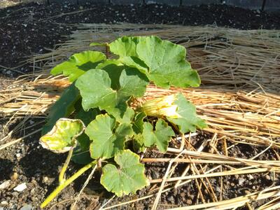 カボチャには大きな花が