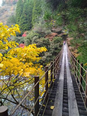 樅木の吊橋