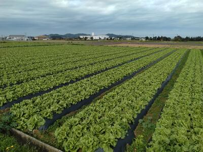 特産のレタス