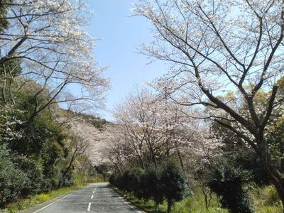 広域農道の桜