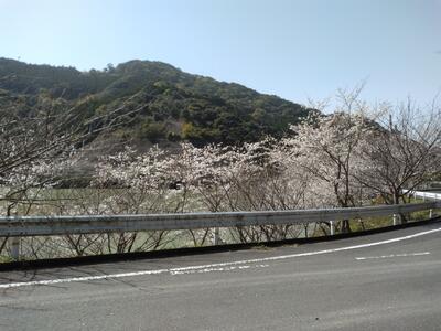 都呂々ダムの桜